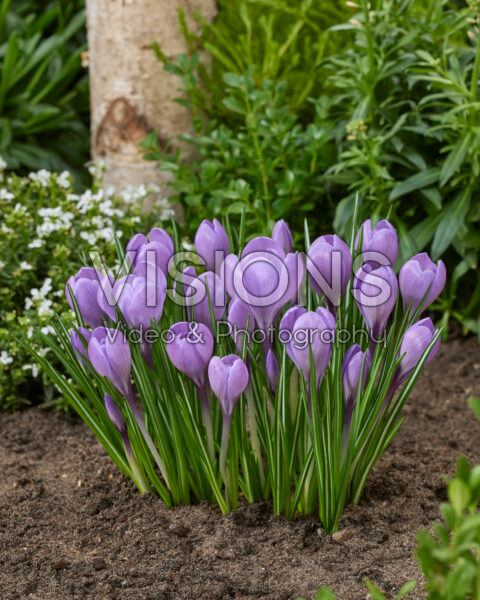 Crocus Colorado Crocus Colorado