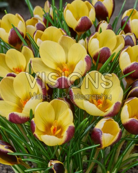 Crocus Donau