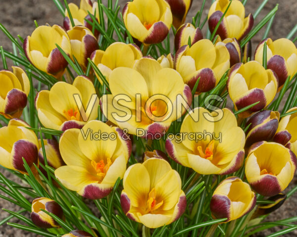 Crocus Donau