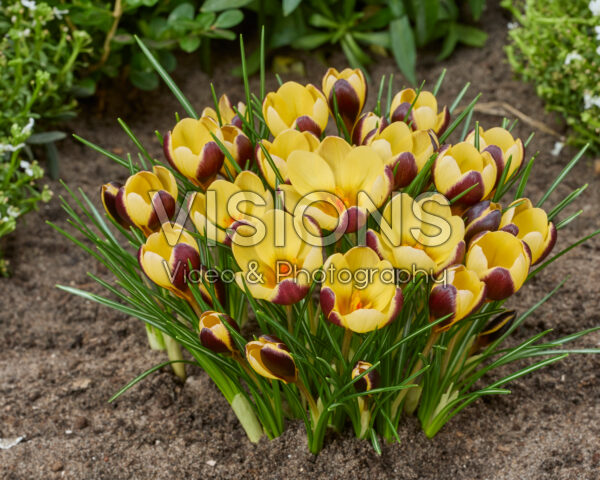 Crocus Donau