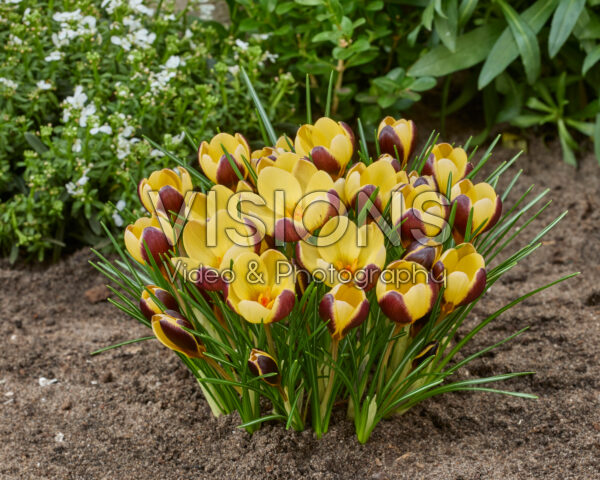 Crocus Donau