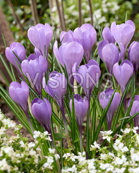 Crocus Charente