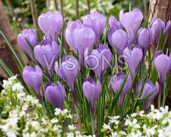 Crocus Charente