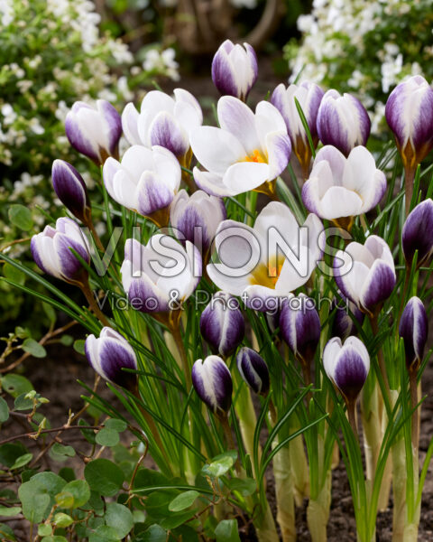 Crocus Tiber