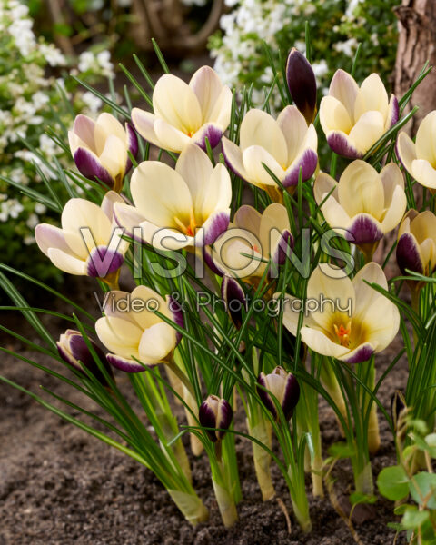 Crocus Indus
