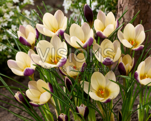 Crocus Indus