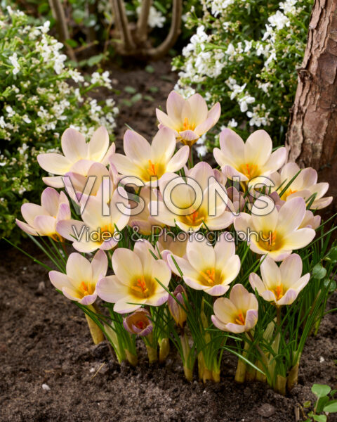 Crocus Severn