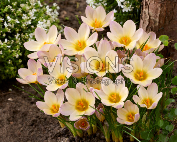 Crocus Severn