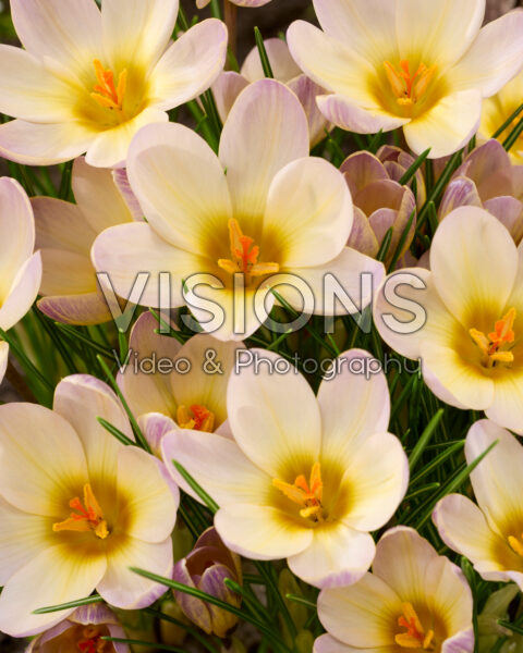 Crocus Severn