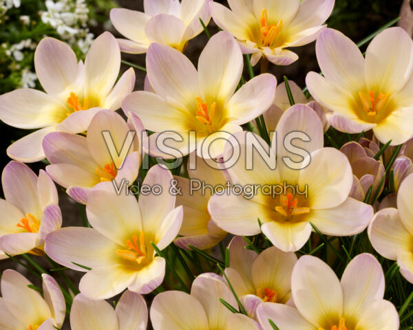Crocus Severn Crocus Severn