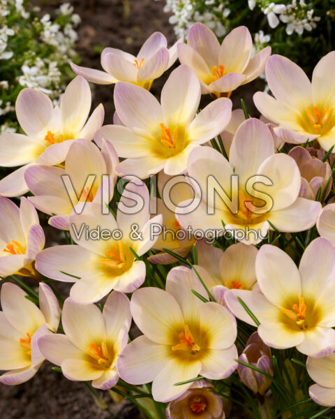 Crocus Severn Crocus Severn