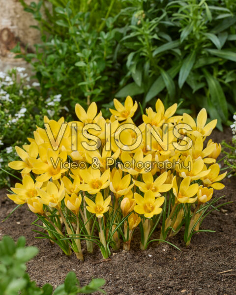 Crocus chrysanthus Romance