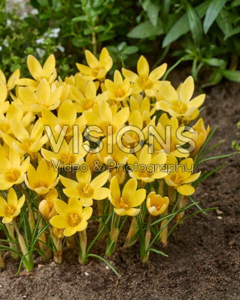 Crocus chrysanthus Romance