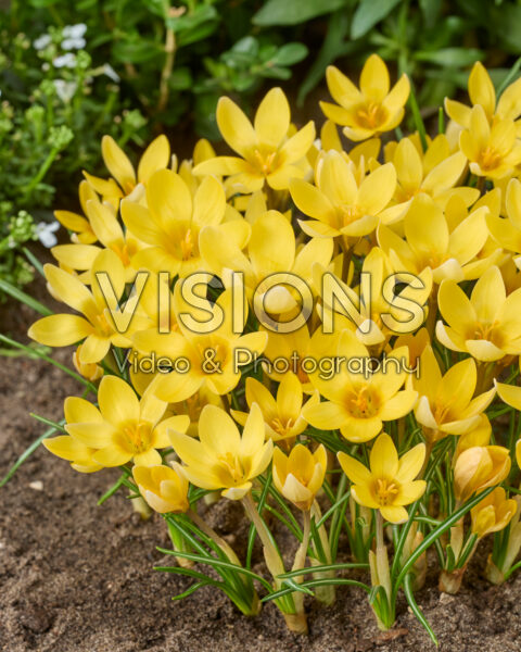 Crocus chrysanthus Romance