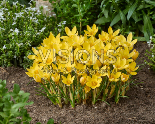 Crocus chrysanthus Romance Crocus chrysanthus Romance