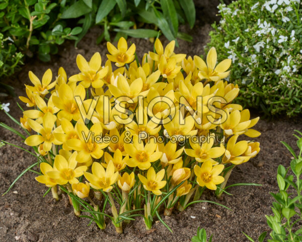 Crocus chrysanthus Romance