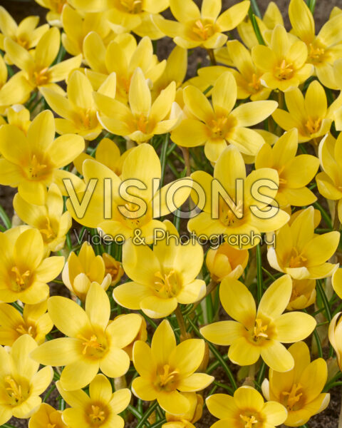 Crocus chrysanthus Romance