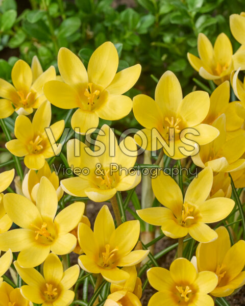 Crocus chrysanthus Romance