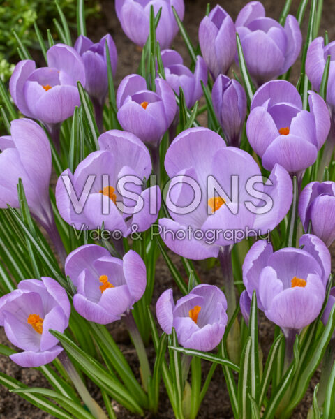 Crocus Colorado Crocus Colorado
