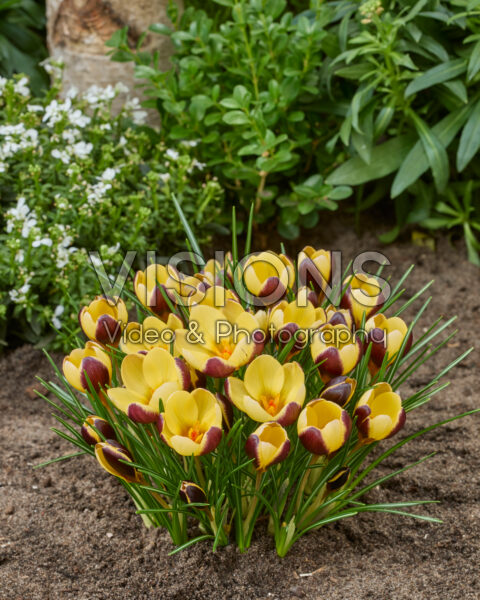 Crocus Donau