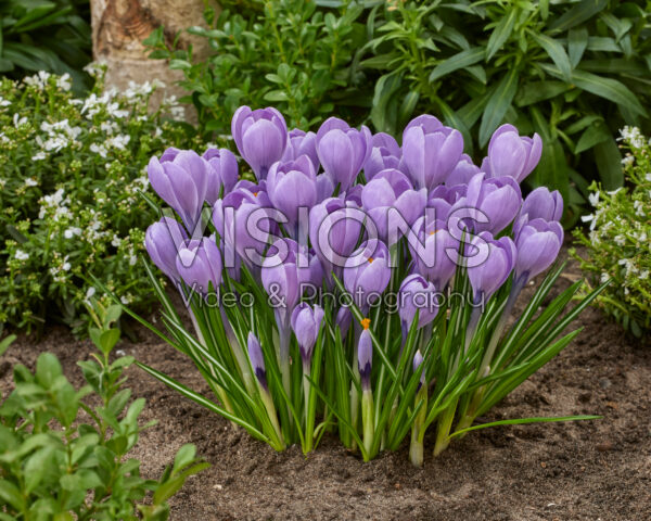 Crocus Rio Grande