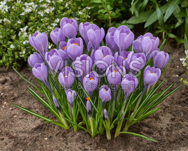 Crocus Rio Grande
