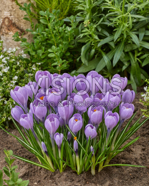 Crocus Rio Grande