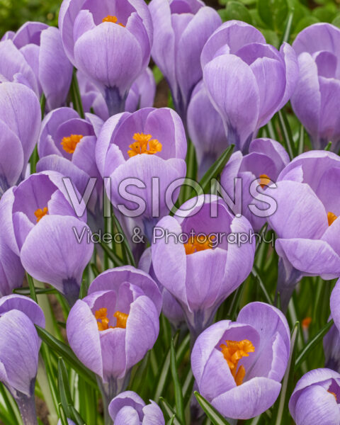 Crocus Rio Grande