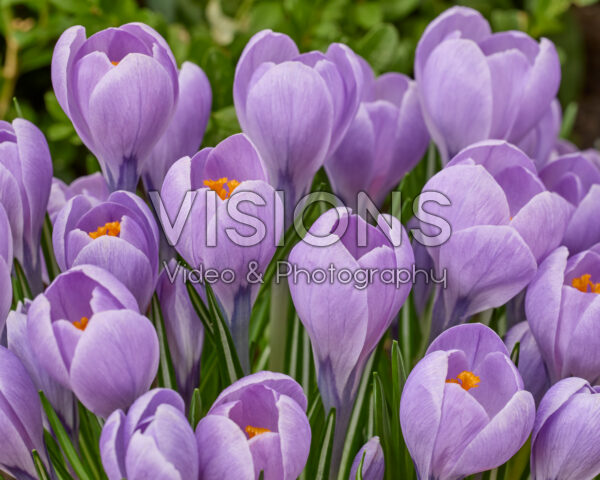 Crocus Rio Grande
