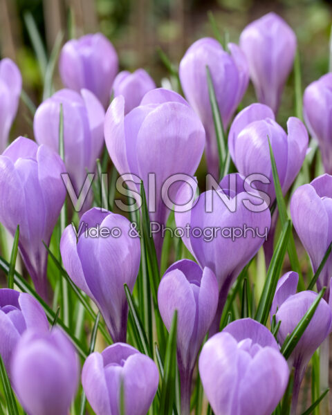 Crocus Charente