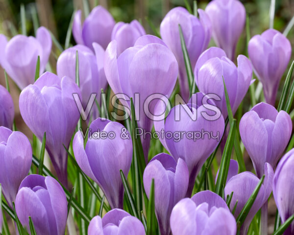 Crocus Charente