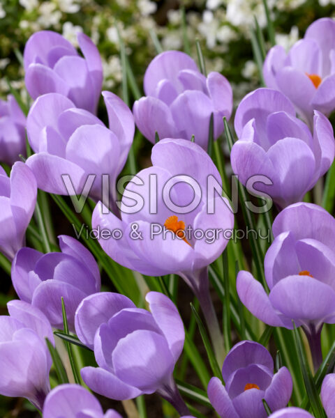 Crocus Charente