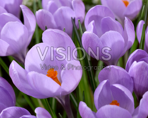 Crocus Charente