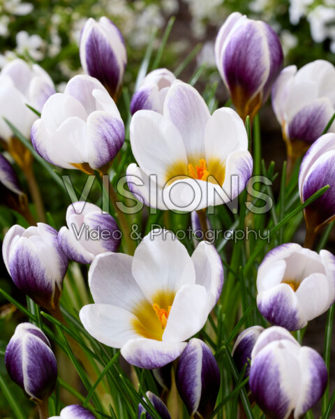 Crocus Tiber Crocus Tiber