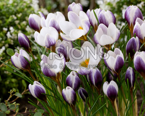 Crocus Tiber