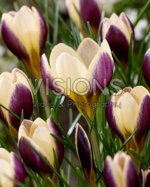 Crocus Indus Crocus Indus