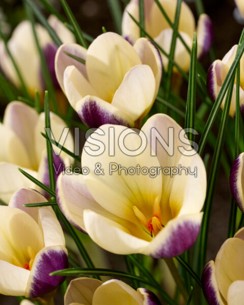 Crocus Indus