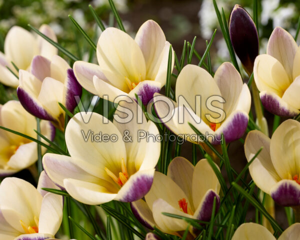 Crocus Indus