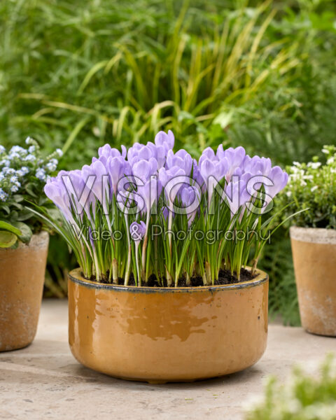 Crocus tommasinianus Hummingbird