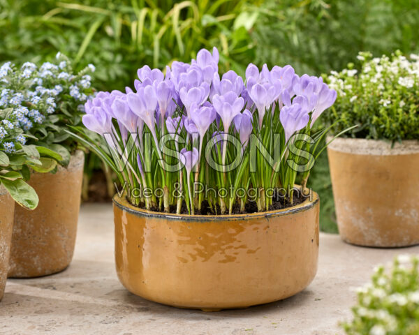 Crocus tommasinianus Hummingbird