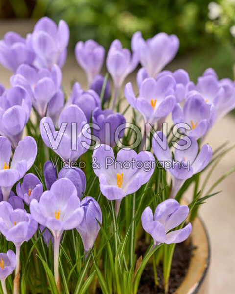 Crocus tommasinianus Hummingbird