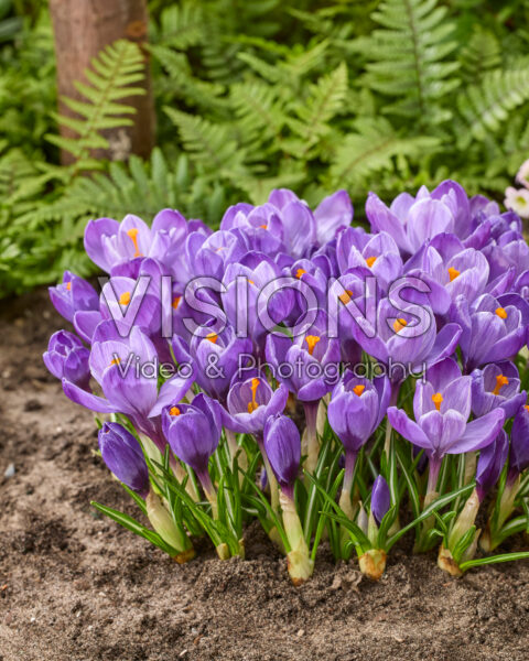Crocus vernus Grand Maitre