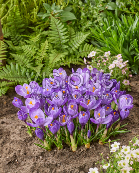 Crocus vernus Grand Maitre