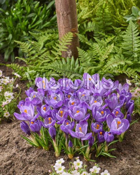 Crocus vernus Grand Maitre