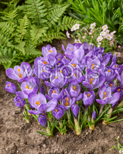 Crocus vernus Grand Maitre