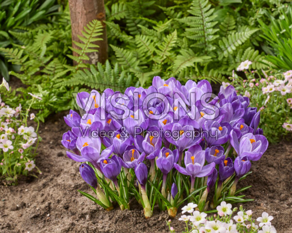 Crocus vernus Grand Maitre