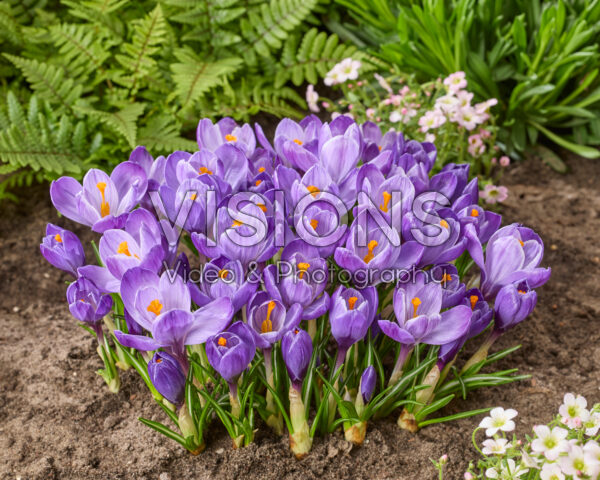 Crocus vernus Grand Maitre Crocus vernus Grand Maitre