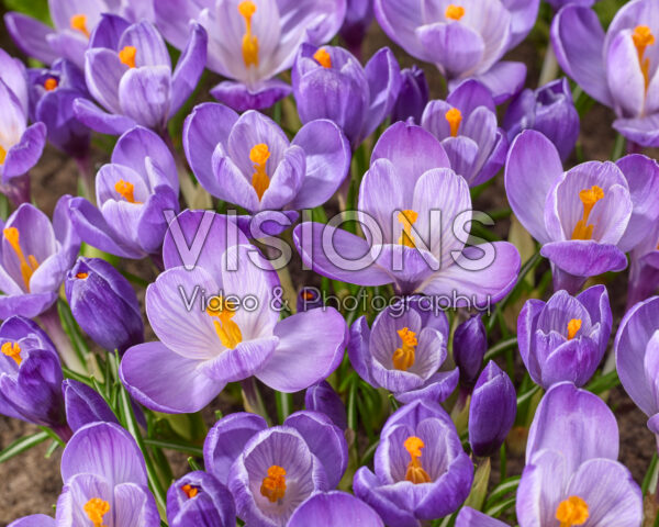 Crocus vernus Grand Maitre Crocus vernus Grand Maitre