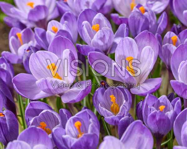Crocus vernus Grand Maitre