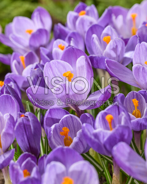 Crocus vernus Grand Maitre